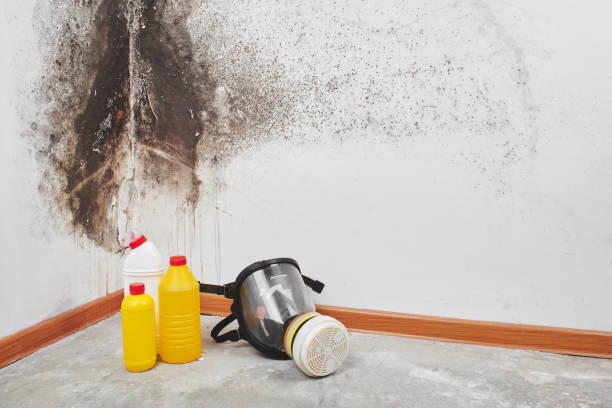 Best Emergency Mold Removal  in South Brooksville, FL