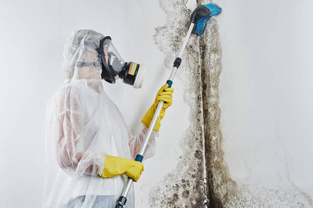 Crawl Space Mold Removal in South Brooksville, FL