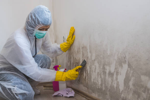 Best Toxic Mold Removal  in South Brooksville, FL