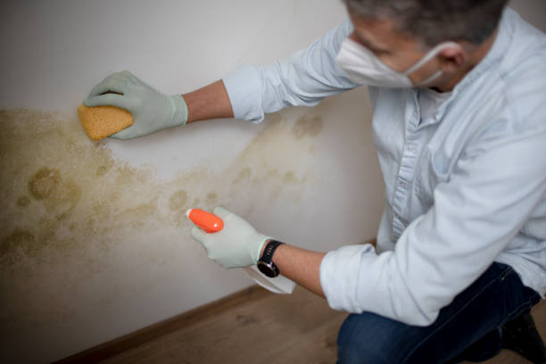 Best Mold Removal Company Near Me  in South Brooksville, FL