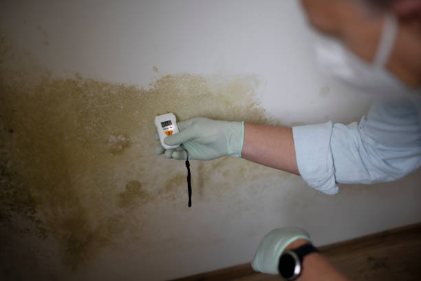Best Best Mold Removal Companies  in South Brooksville, FL
