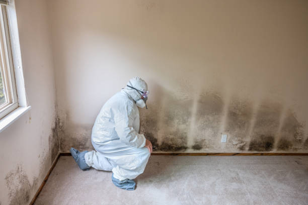Best Same-Day Mold Removal  in South Brooksville, FL